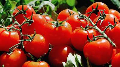 Врачи развенчали популярные мифы о помидорах