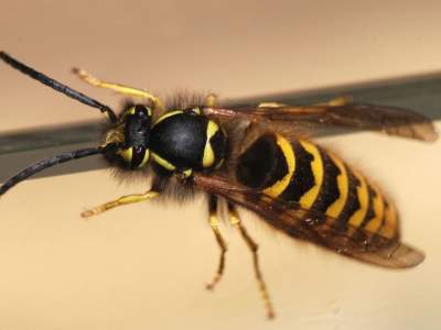 Медики рассказали, что делать при укусе осы или пчелы