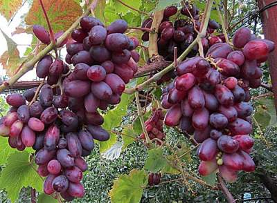 Названы полезные и вредные свойства винограда