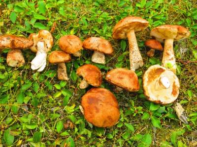 Медики объяснили, почему необходимо регулярно есть грибы