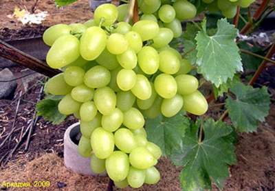 Полезные и вредные свойства винограда, о которых стоит знать