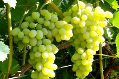 Медики подсказали, как правильно выбрать виноград