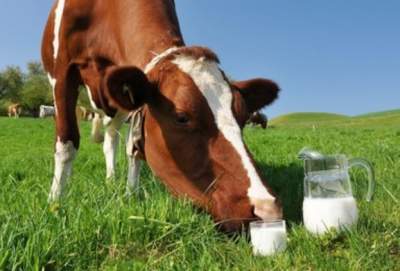 Ученые рассказали, какую пользу несет молоко