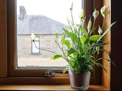 Названы самые полезные для здоровья комнатные растения