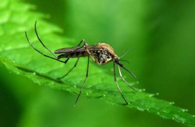 Медики рассказали, чем опасен укус комара