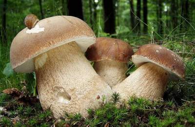 Ученые выявили позитивное влияние грибов на нервную систему
