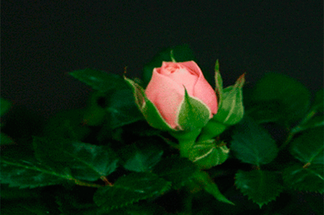 Из подсолнуха в бутон майской розы: почему интимная пластика стала так популярна