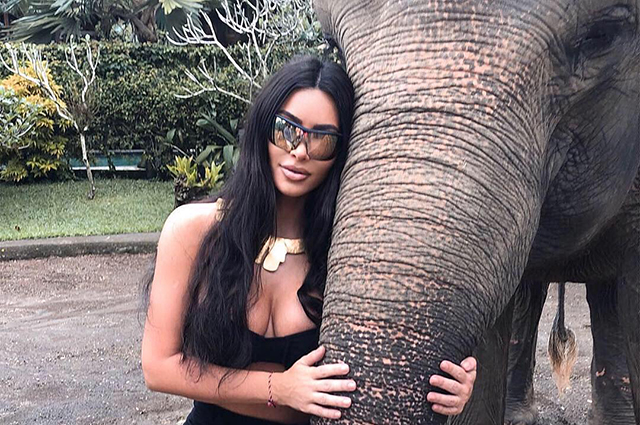 Веганы раскритиковали Ким Кардашьян за фото со слоном: 