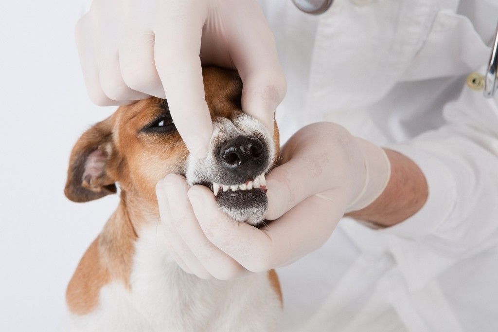 Услуги квалифицированного ветеринарного стоматолога в Москве