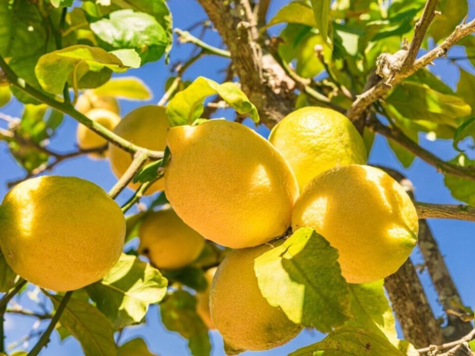 Названы целебные свойства лимонов