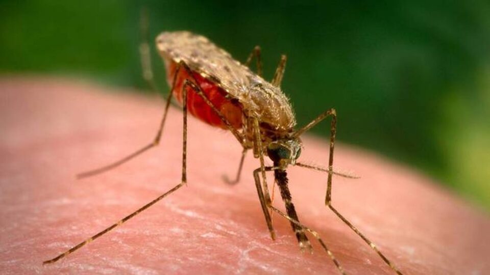 В Харькове зафиксировали смертельный случай малярии
