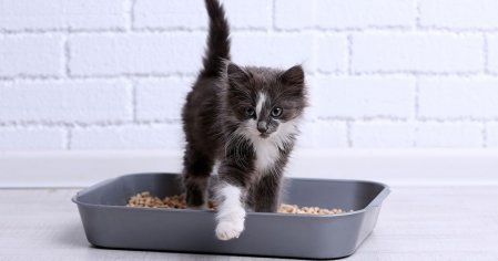 Широкий выбор туалетов для кошек и прочие товары для животных