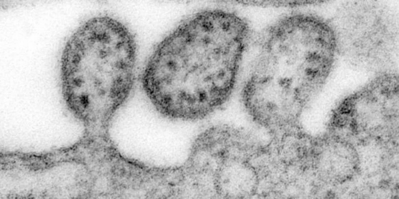 В Южной Америке обнаружили смертоносный вирус, передающийся от человека к человеку